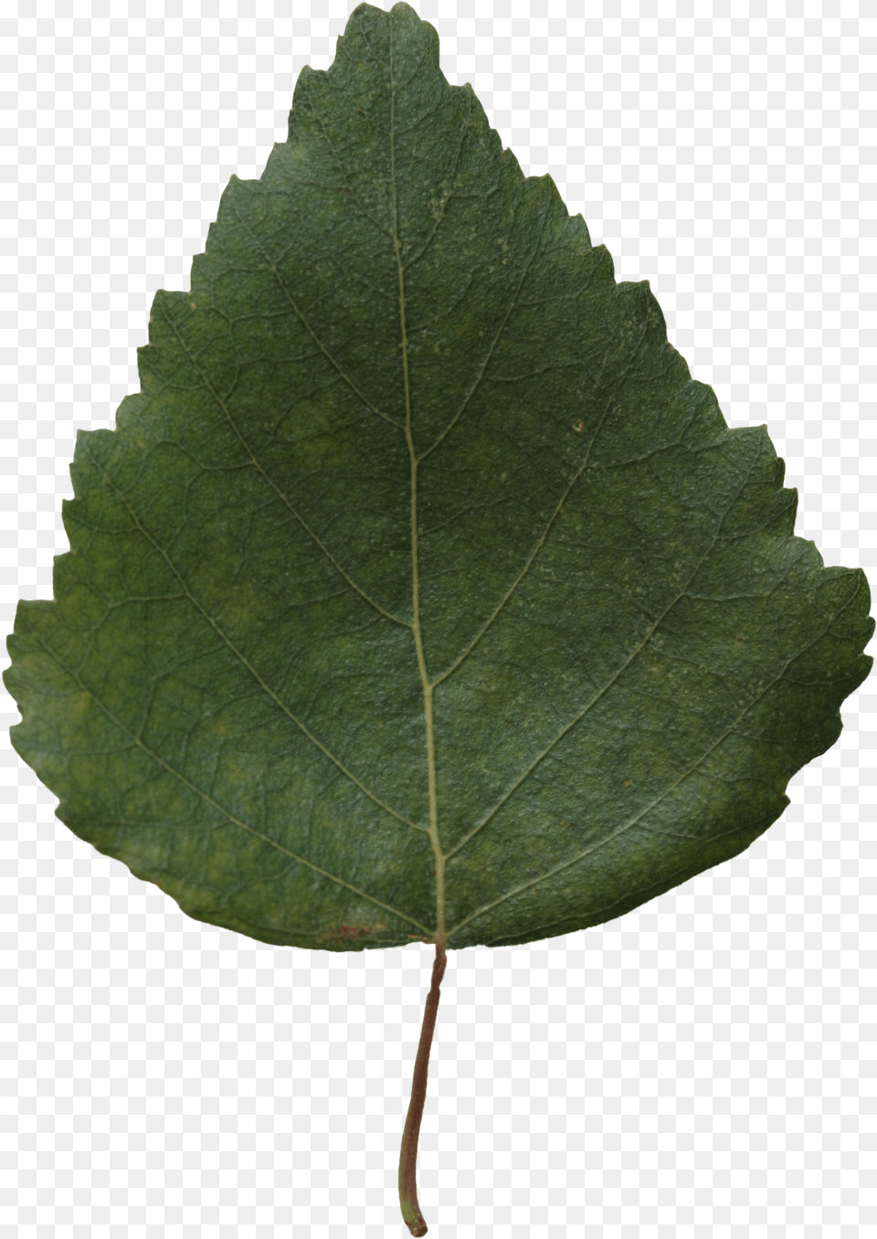 Small Green Leaf Texture U2013 Birch Free Cut Out People Png Image