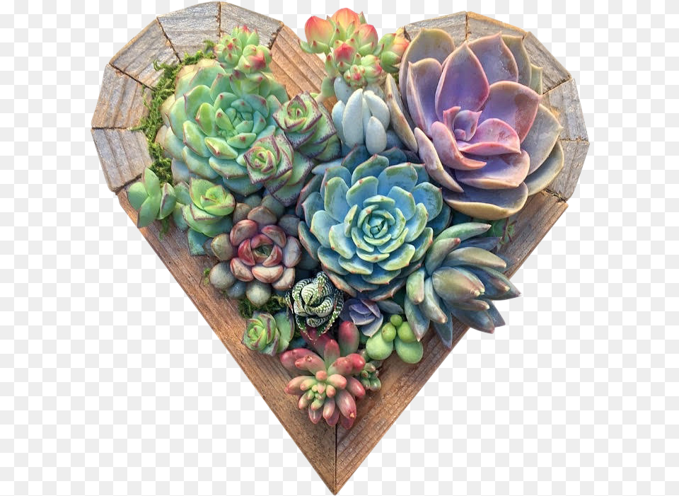 Small Heart Succulent Heart Workshop, Plant, Potted Plant, Pottery, Flower Png Image