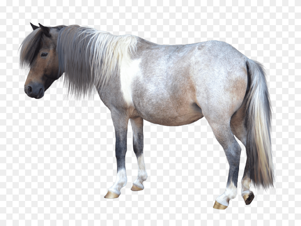 Small Horse, Animal, Mammal, Stallion, Andalusian Horse Free Transparent Png