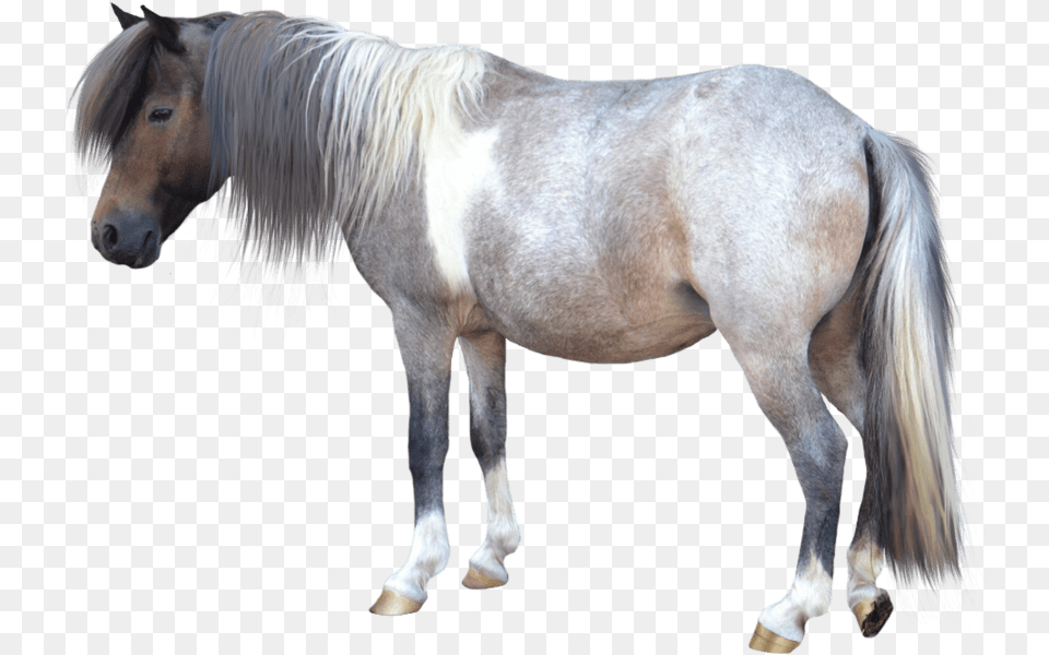 Small Horse Background Pony Clipart, Animal, Mammal, Stallion, Andalusian Horse Free Png Download