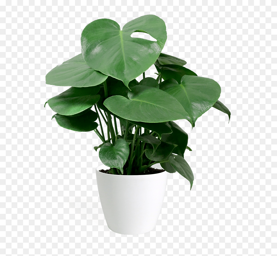 Small Houseplant, Flower, Leaf, Plant, Potted Plant Free Png
