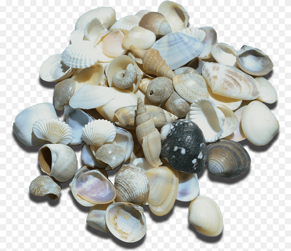 Small Indian Shell Mix, Animal, Clam, Food, Invertebrate Png