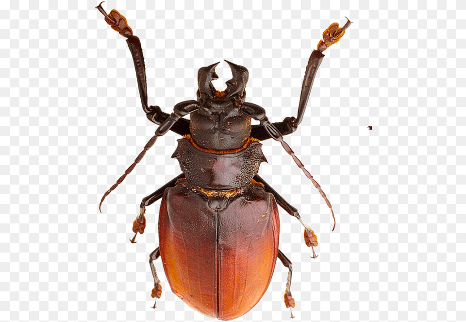 Small Insects Animais Imvertebrados, Animal, Insect, Invertebrate Free Transparent Png