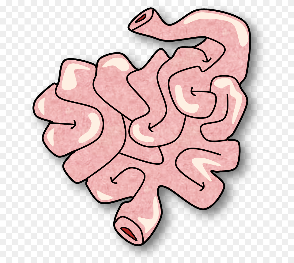 Small Intestine Clipart Small Intestine Clipart, Body Part, Hand, Person, Baby Free Png Download