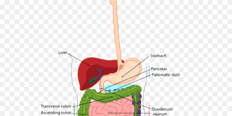 Small Intestine Cliparts Appendix Is Located Close, Body Part, Stomach Png