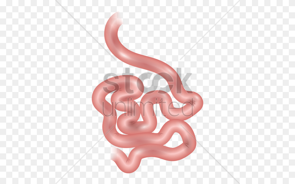 Small Intestine Of A Human Vector Image, Body Part, Stomach, Animal, Invertebrate Free Transparent Png