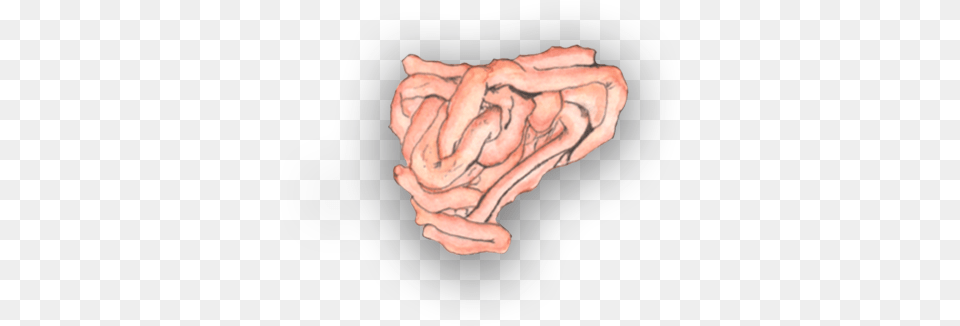 Small Intestine Tongue, Body Part, Ear, Food, Meat Free Png Download