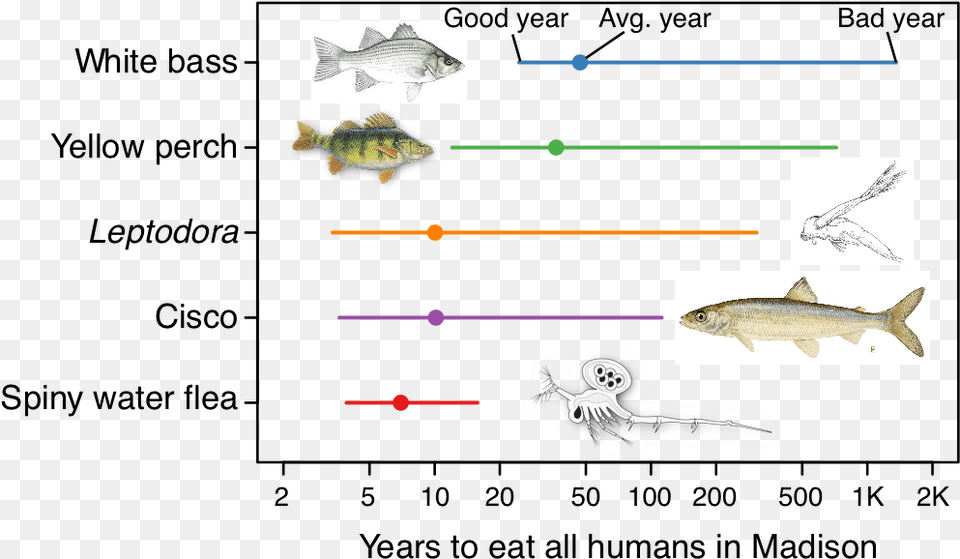 Small Invader Big Appetite Cisco Fish, Animal, Sea Life Free Png