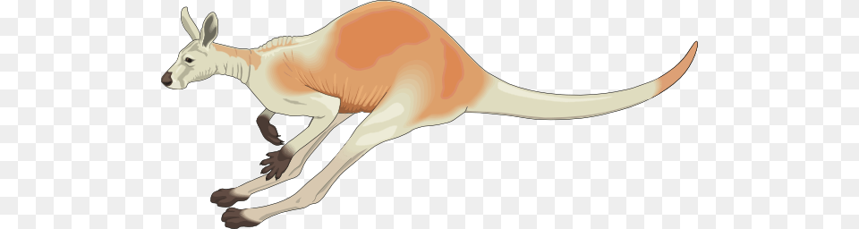 Small Jumping Kangaroo Clipart Gif, Animal, Mammal Png Image