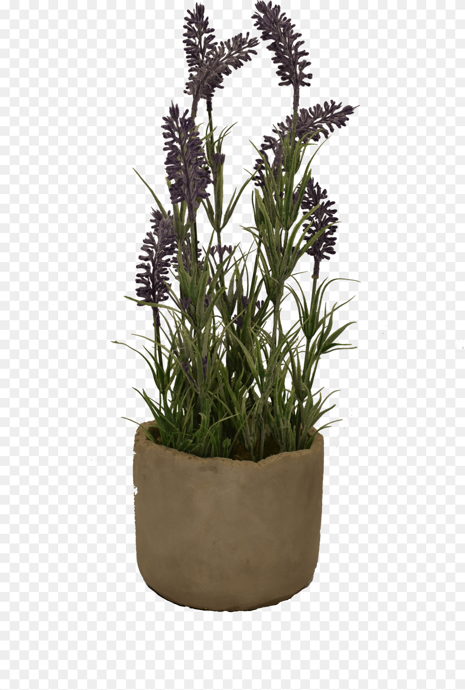 Small Lavender Pot Flowerpot, Berry, Food, Fruit, Plant Png