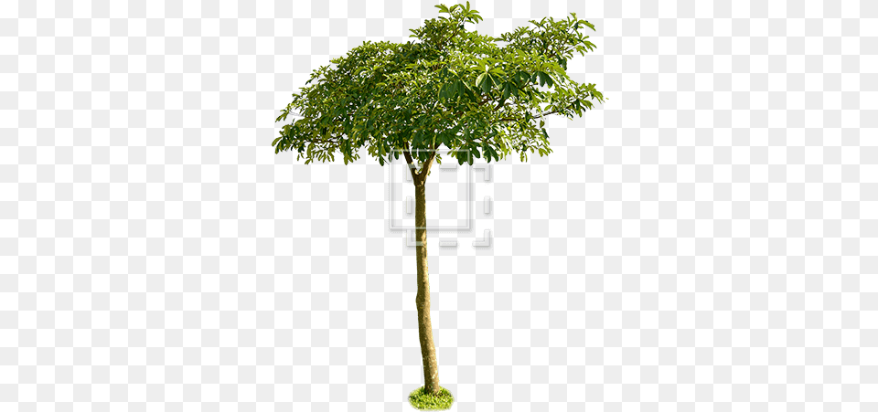 Small Leaf Tree Wide Canopy Small Tree With Canopy, Plant, Oak, Sycamore, Potted Plant Png Image