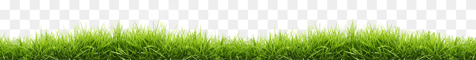 Small Line Of Grass, Green, Plant, Vegetation, Field Png