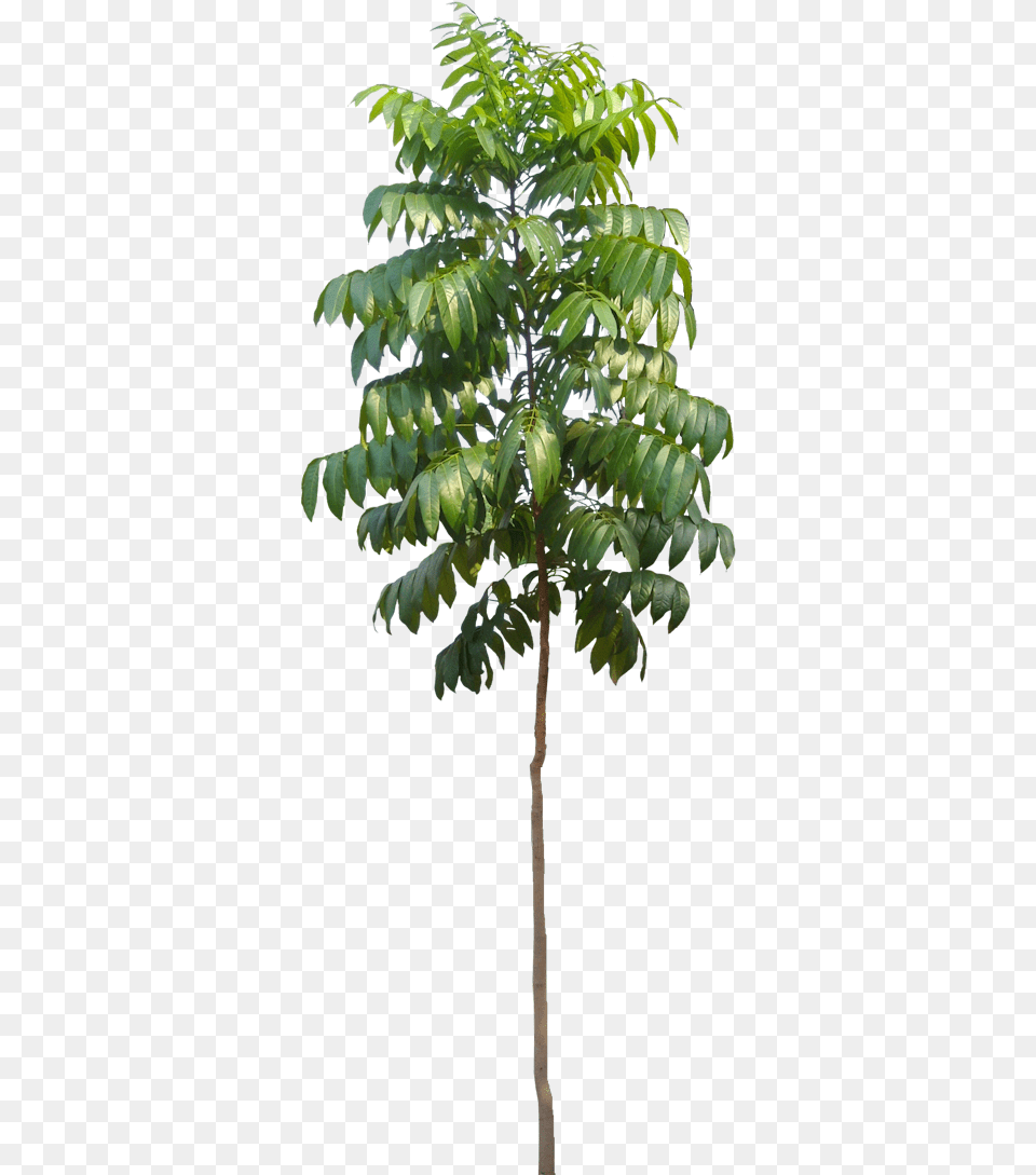 Small Mahogany Plant, Leaf, Tree, Vegetation, Palm Tree Free Png Download