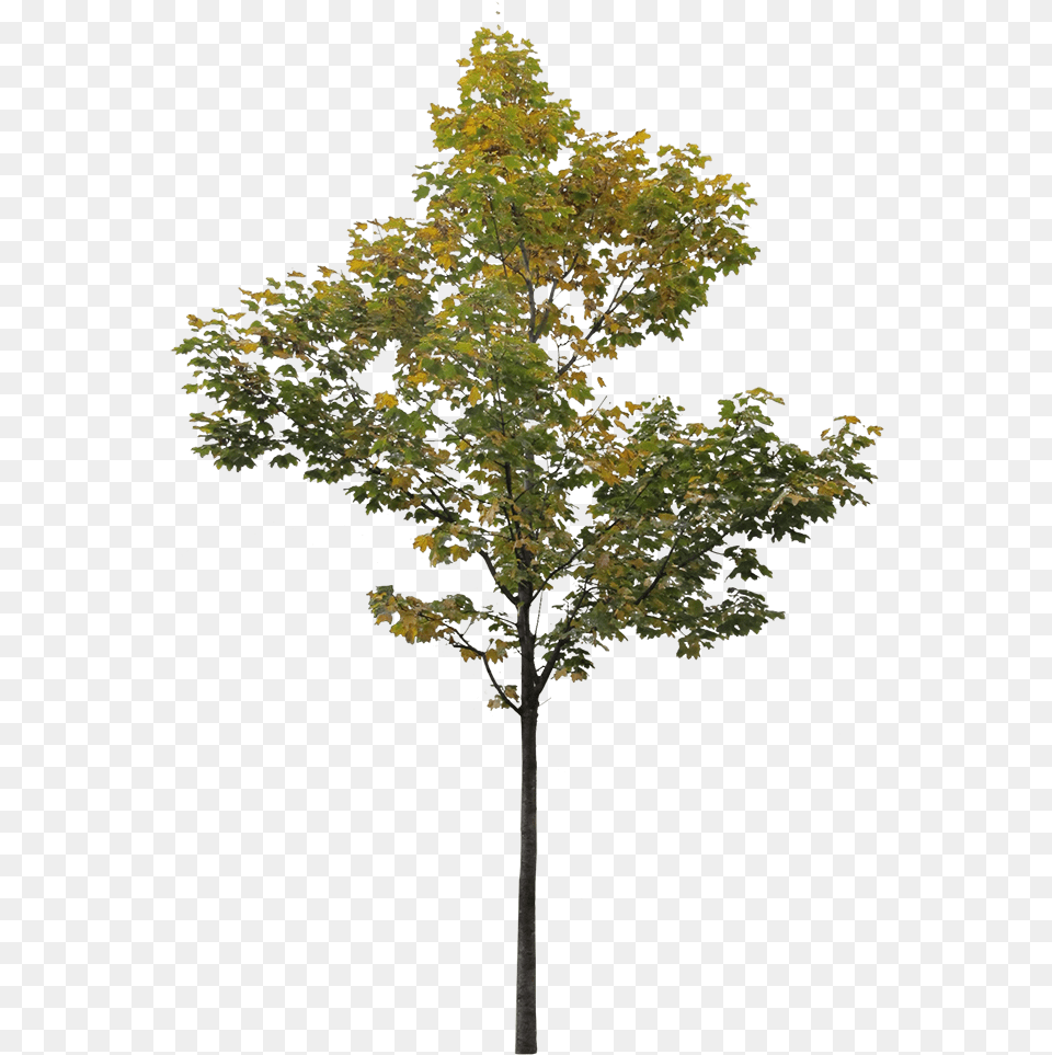 Small Maple Tree 3 Architecture Cut Out Trees, Plant, Leaf, Oak, Sycamore Png
