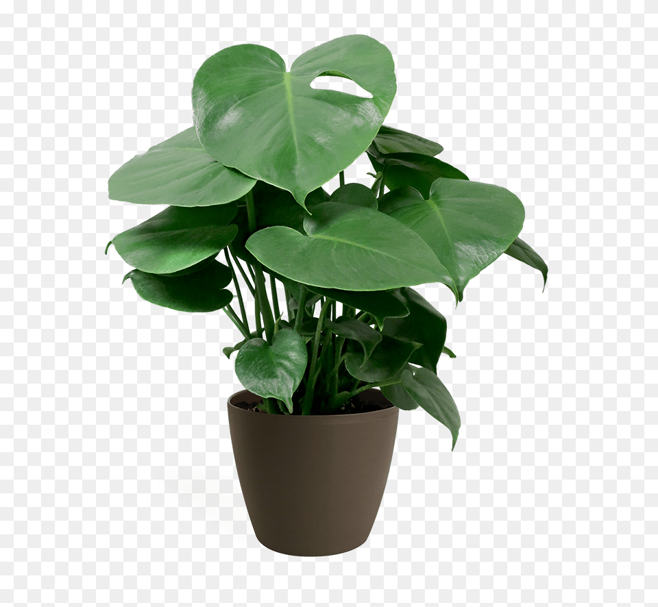 Small Monstera Plant Care, Flower, Leaf, Potted Plant Free Png Download