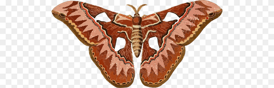 Small Moth Clipart, Animal, Butterfly, Insect, Invertebrate Free Transparent Png