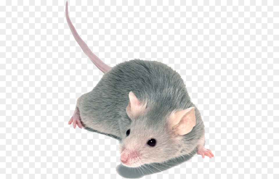 Small Mouse, Animal, Mammal, Rat, Rodent Free Transparent Png