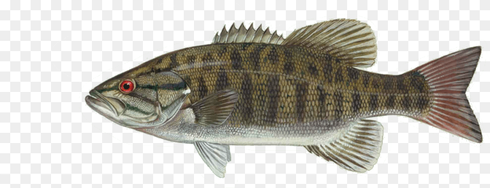 Small Mouth Bass, Animal, Fish, Sea Life, Perch Free Transparent Png