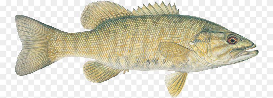 Small Mouth Bass Fish, Animal, Sea Life, Perch Free Png Download