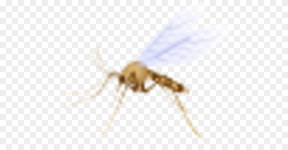 Small Net Winged Insects, Animal, Bee, Insect, Invertebrate Free Transparent Png