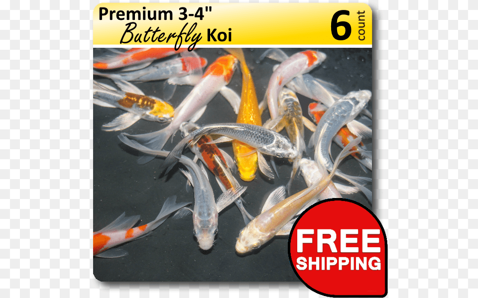 Small Pack Of Premium Butterfly 3 4 Koi Pb34retail Music Archive, Animal, Sea Life, Fish, Carp Png Image