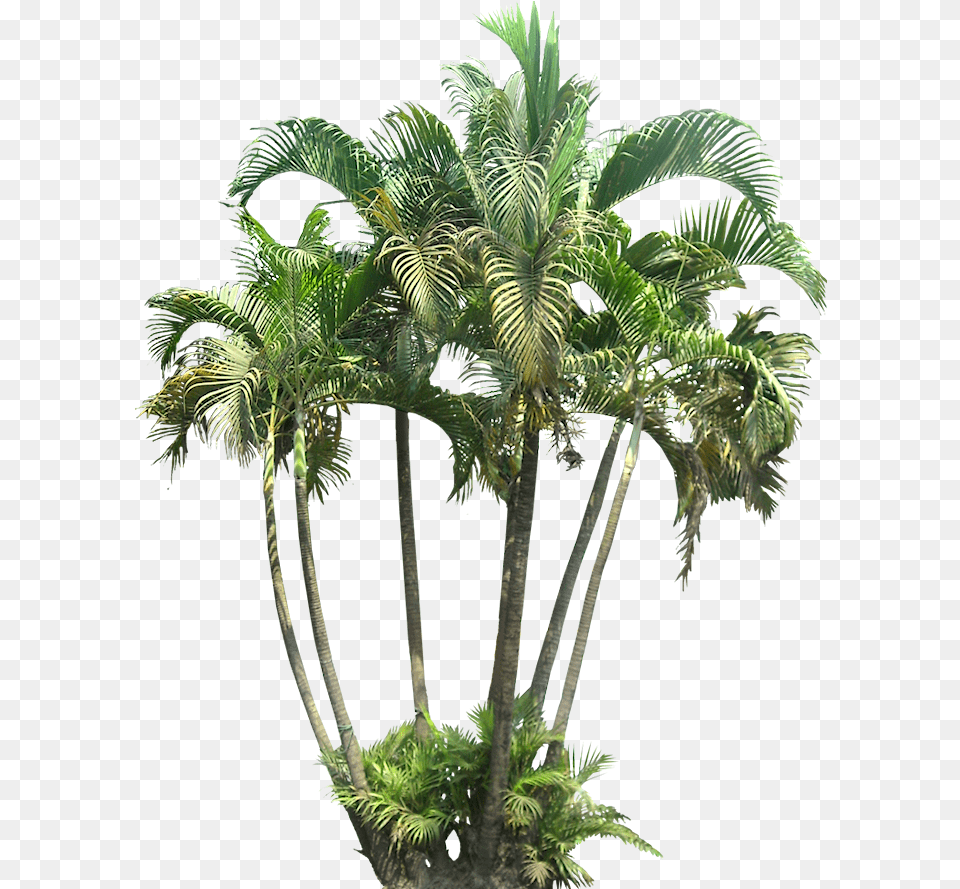 Small Palm Tree, Palm Tree, Plant, Leaf, Vegetation Free Transparent Png