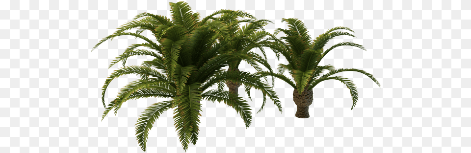 Small Palm Tree, Palm Tree, Plant, Fern, Leaf Free Png