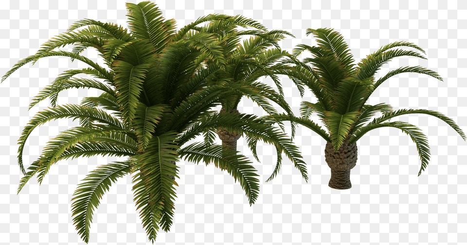Small Palm Tree, Fern, Palm Tree, Plant, Leaf Free Png Download