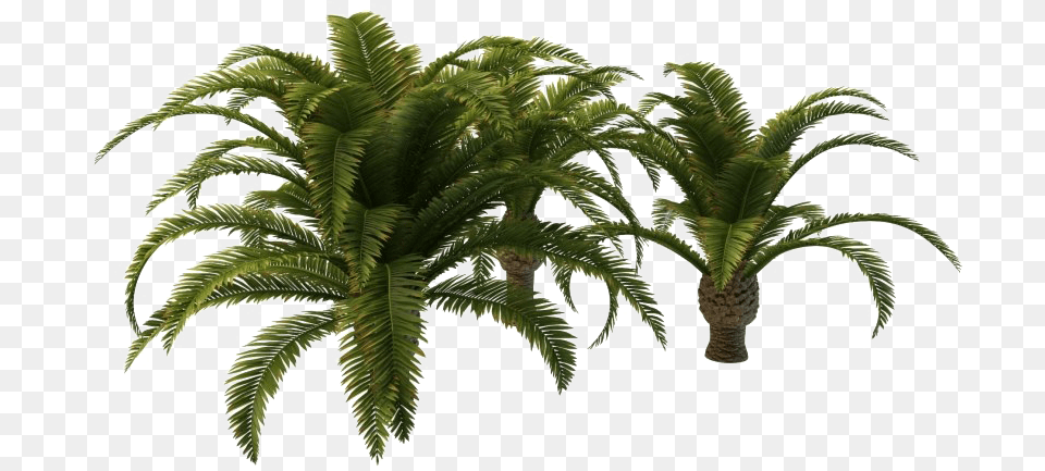 Small Palm Tree, Palm Tree, Plant Free Png