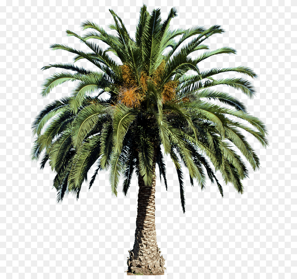 Small Palm Tree Picture Date Palm Tree, Palm Tree, Plant Png Image