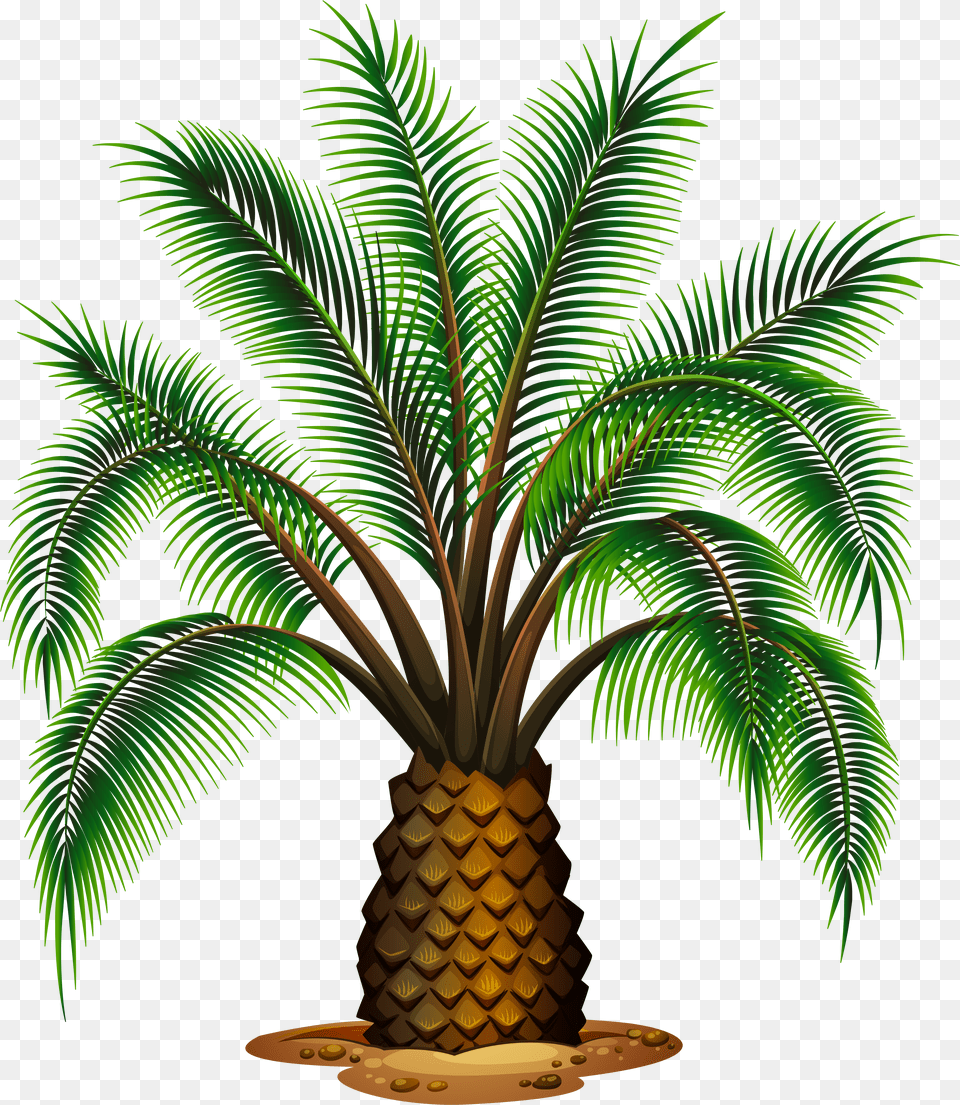 Small Palm Tree Picture Palm Oil Tree Vector, Palm Tree, Plant, Food, Fruit Free Png Download