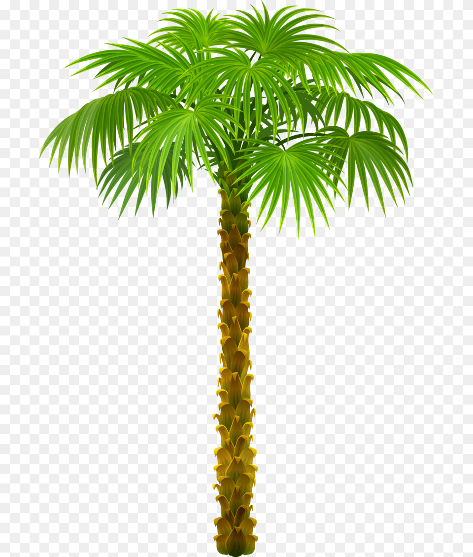 Small Palm Trees On A Beach P Date Tree Clipart, Palm Tree, Plant, Leaf Png