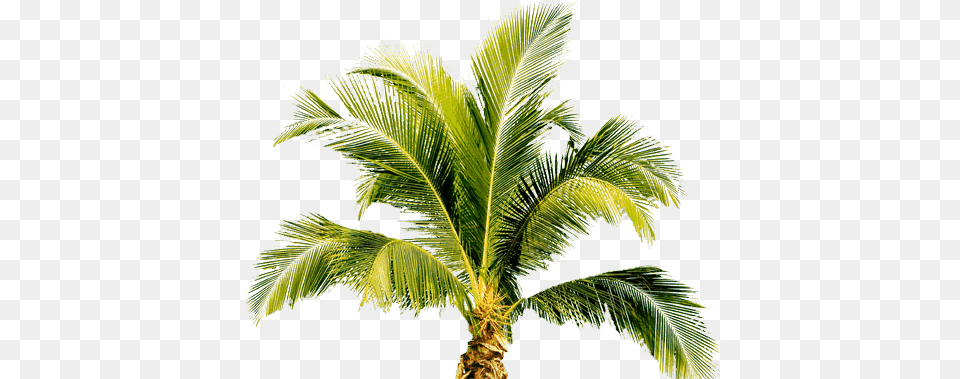 Small Palm Treet, Leaf, Palm Tree, Plant, Tree Png
