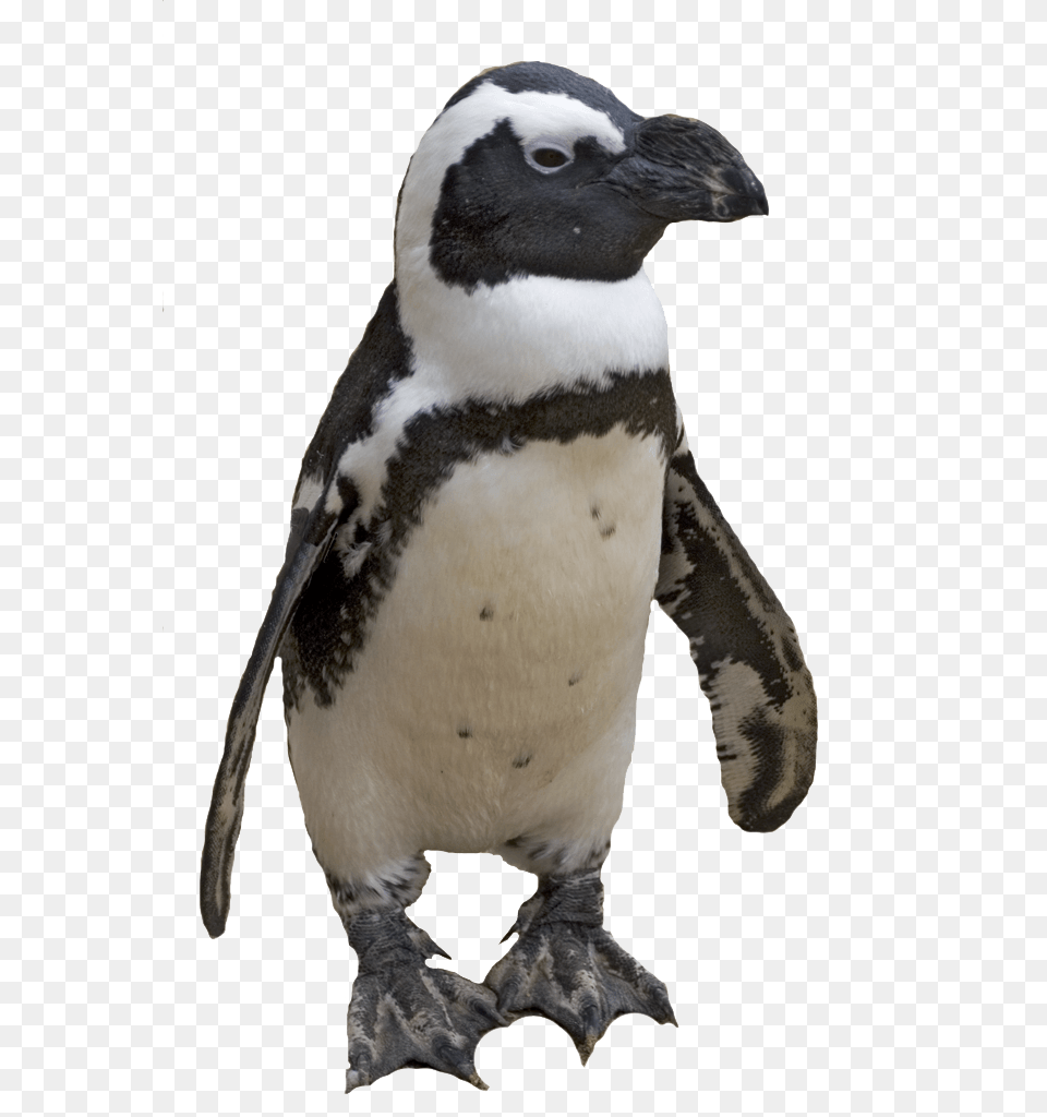 Small Penguin, Animal, Bird Png Image