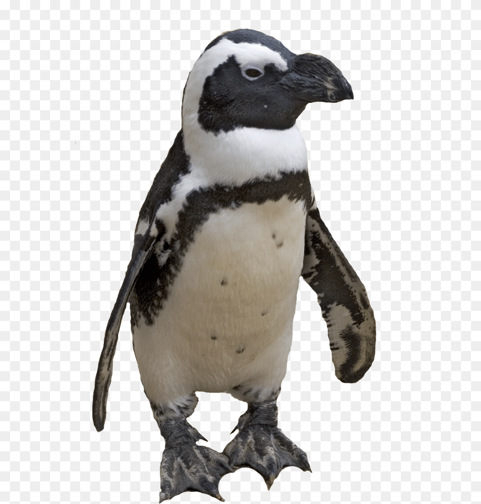 Small Penguin African Penguin Background, Animal, Bird Free Png Download