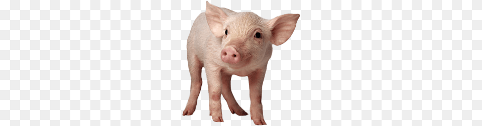 Small Pig, Animal, Hog, Mammal, Boar Png Image