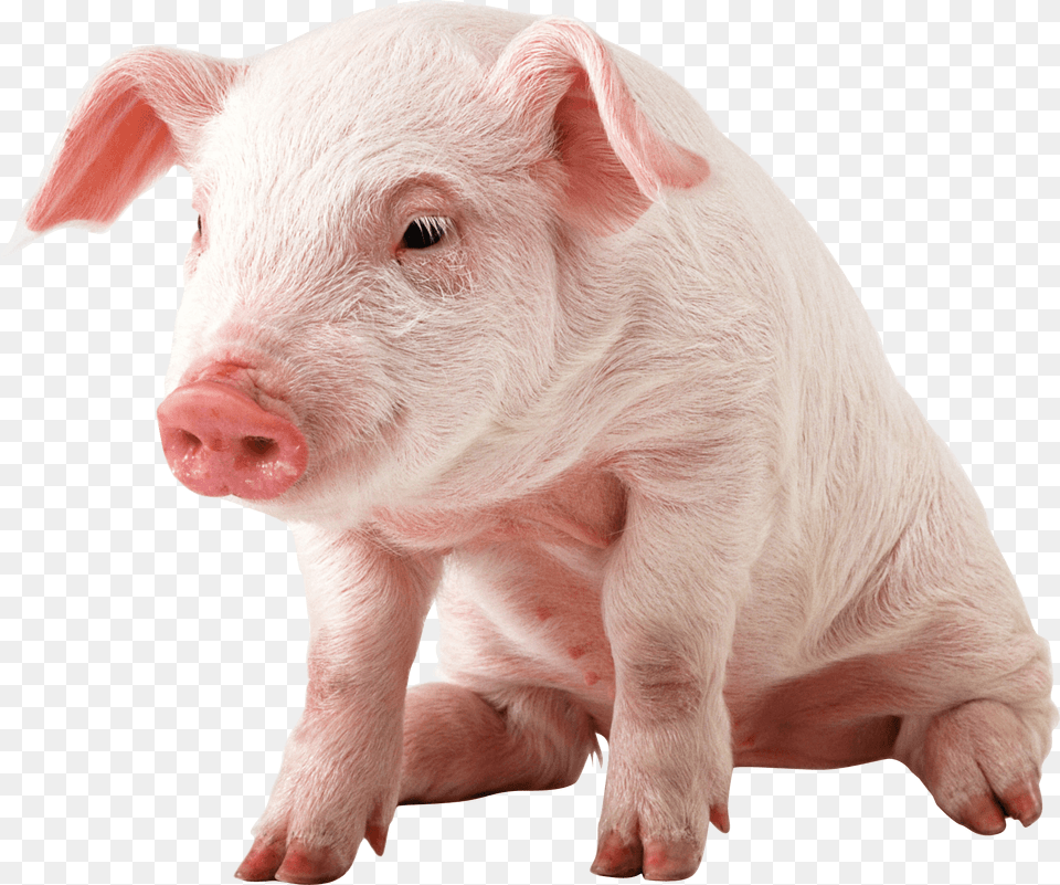 Small Pig Sitting Pig, Animal, Mammal, Hog, Boar Free Png Download