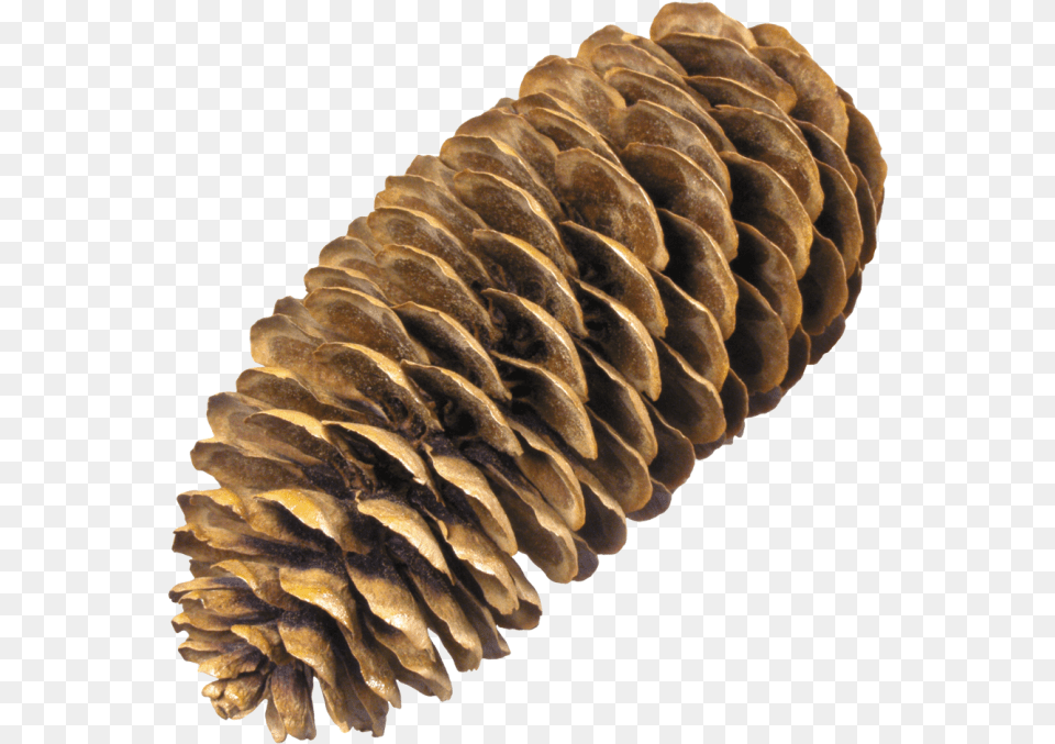 Small Pine Cones Pine Cone No Background, Conifer, Plant, Tree, Larch Png Image