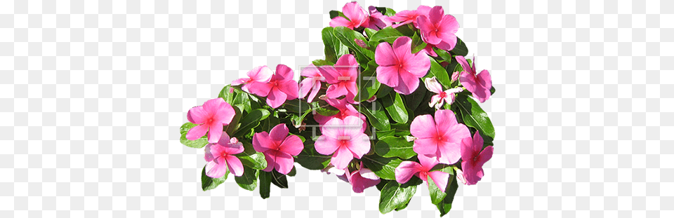 Small Pink Flowers Immediate Entourage Flower, Geranium, Plant, Petal Png Image