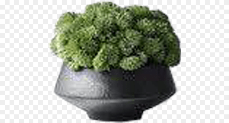 Small Plants Vase, Jar, Plant, Planter, Potted Plant Png Image