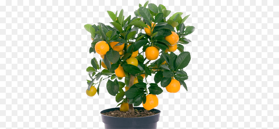 Small Plants With Fruits, Citrus Fruit, Food, Fruit, Grapefruit Png Image