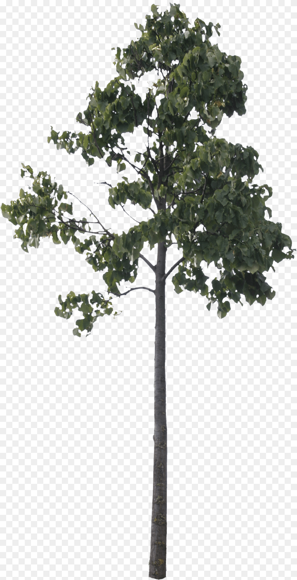 Small Poplar Pine Cutout, Oak, Plant, Sycamore, Tree Png