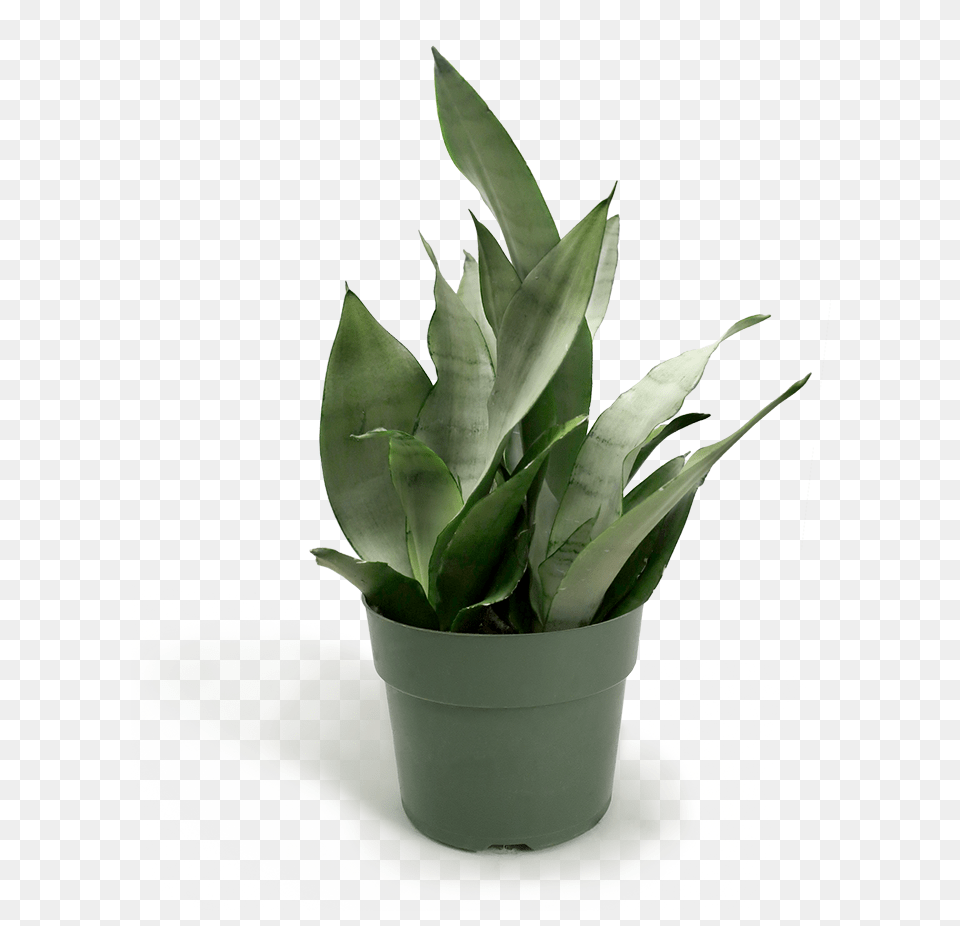 Small Potted Plant, Leaf, Potted Plant Free Png Download