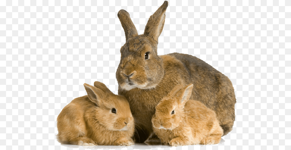 Small Rabbit Baby Rabbit And Mother, Animal, Mammal, Hare, Rodent Png Image