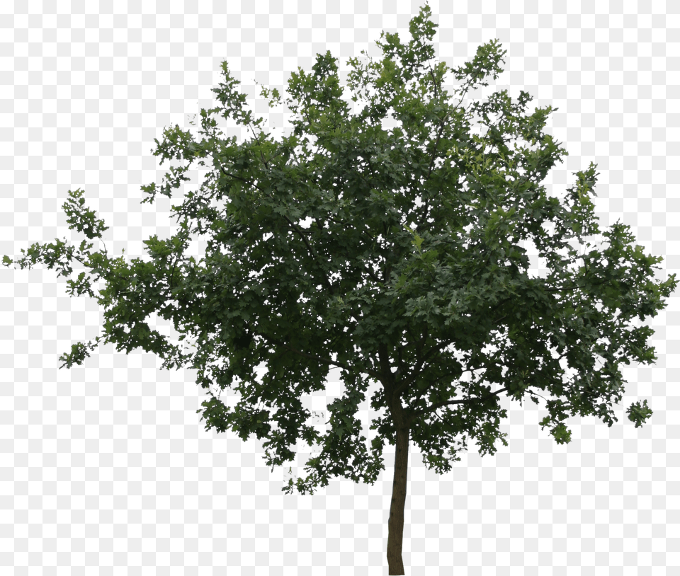 Small Shapely Cut Out Tree Cutout, Oak, Plant, Sycamore, Maple Png Image