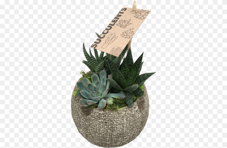 Small Succulent Agave, Jar, Plant, Planter, Potted Plant Free Png