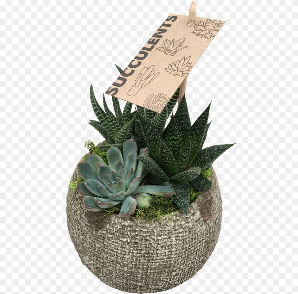 Small Succulent Agave, Jar, Plant, Planter, Potted Plant Free Png Download