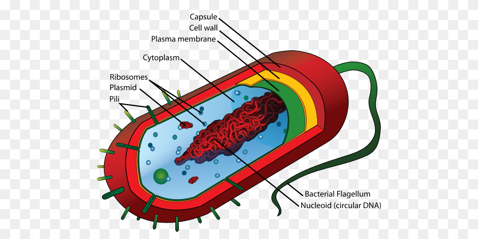 Small Things Considered Flagellar Motors How A Bacterium Shakes, Dynamite, Weapon, Computer Hardware, Electronics Png