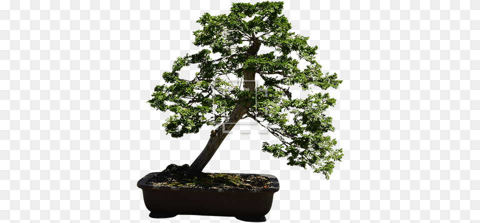 Small Thuja Bonsai Tree Immediate Entourage Thuja Bonsai Tree, Plant, Potted Plant, Green Png Image