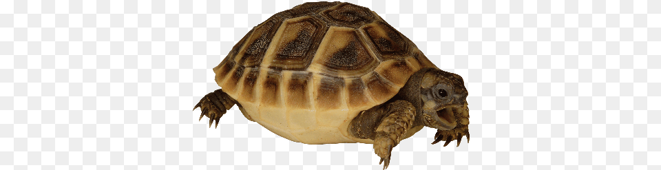 Small Tortoises Tortoise, Animal, Reptile, Sea Life, Turtle Png Image